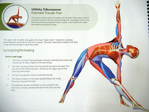 Yoga pose. Extended Triangle Pose-Utthita Trikonasana. Exercise step by  step Stock Vector | Adobe Stock